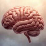 Brain illustration with a hazy background 20250917 191904 0000