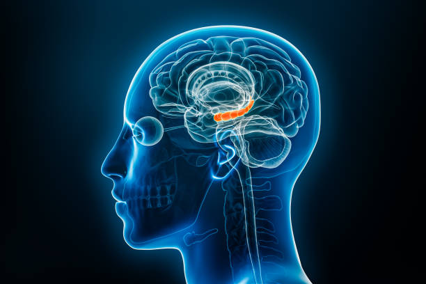 istockphoto 1709919752 612x612 1