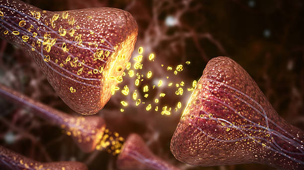 istockphoto 2240379534 612x612 1