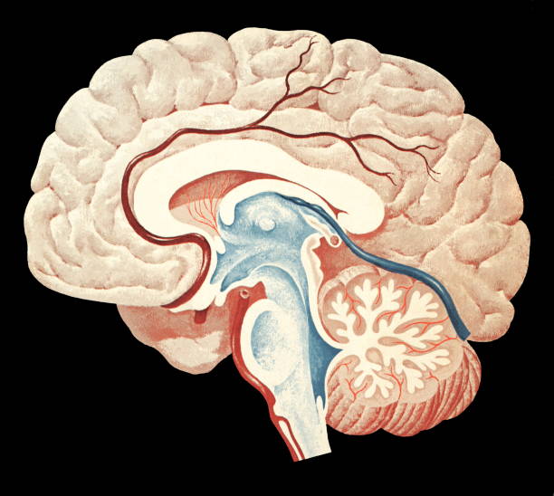 istockphoto 467315596 612x612 1