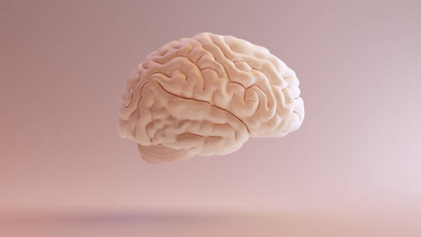 istockphoto 999307586 612x612 1
